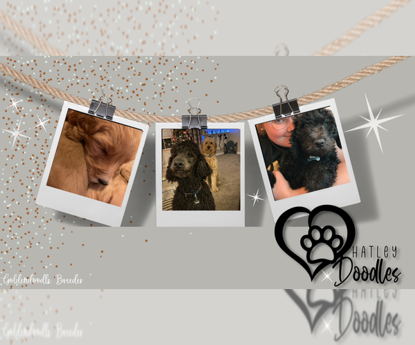 Medium Photo #1  Breeder Profile in FINLEY, MO, USA