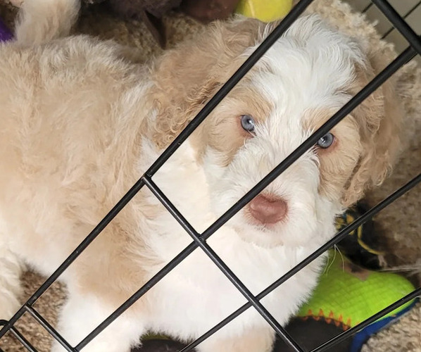 Medium Photo #1  Breeder Profile in BETHLEHEM, GA, USA