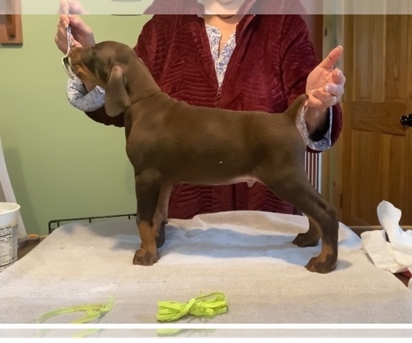 Medium Photo #7  Breeder Profile in BOWDEN, WV, USA