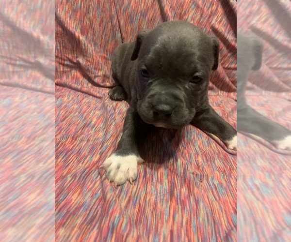 Medium Photo #40  Breeder Profile in ORANGE, NJ, USA