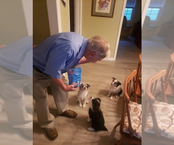 Medium Photo #12  Breeder Profile in HUNTSVILLE, AL, USA