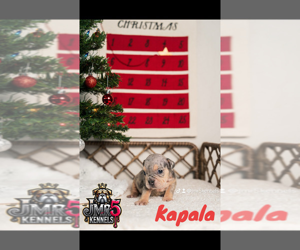 Medium Photo #3  Breeder Profile in PORTERVILLE, CA, USA