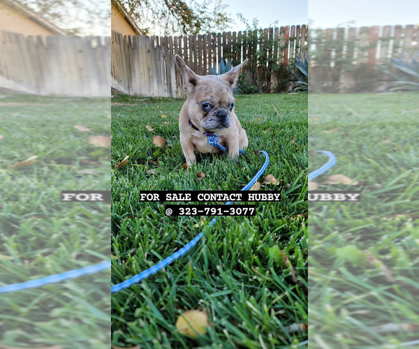 Medium Photo #1  Breeder Profile in PALMDALE, CA, USA