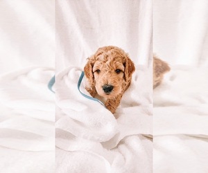 Goldendoodle Dog Breeder near WENATCHEE, WA, USA