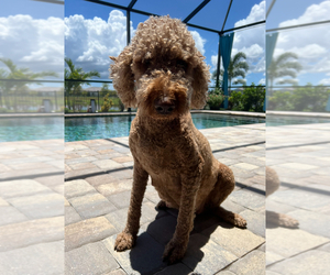 Goldendoodle Dog Breeder near LAKEWOOD RANCH, FL, USA