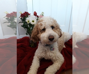 Main photo of Labradoodle-Poodle (Miniature) Mix Dog Breeder near EAGLE MOUNTAIN, UT, USA