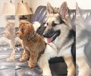 Medium Breeder Profile Photo