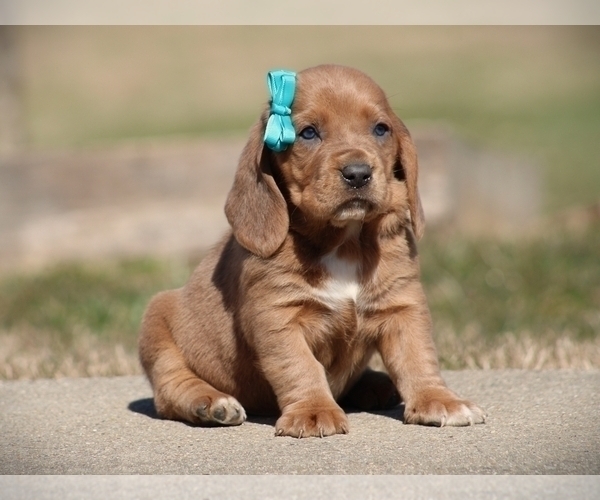 Medium Photo #4  Breeder Profile in LIBERTY, KY, USA