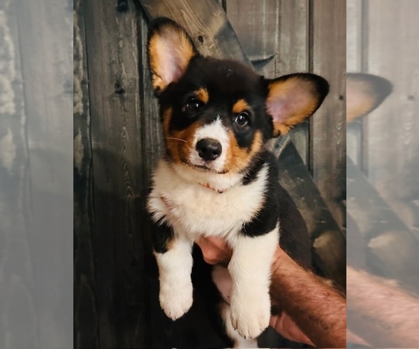 Medium Photo #1  Breeder Profile in INGLIS, FL, USA