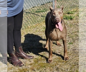 Doberman Pinscher Dog Breeder near BERKELEY, NJ, USA