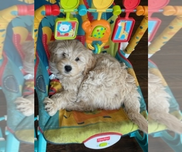 Medium Photo #18  Breeder Profile in AURORA, IL, USA