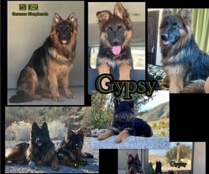 German Shepherd Dog Dog Breeder in PINON HILLS,  USA