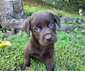Labrador Retriever Dog Breeder near BIG CANOE, GA, USA