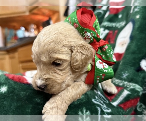 Medium Photo #7  Breeder Profile in HAZEL GREEN, KY, USA