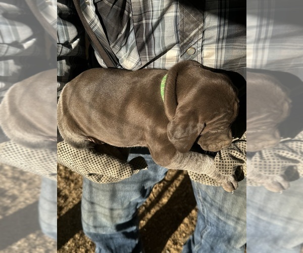 Medium Photo #8  Breeder Profile in MONTROSE, CO, USA