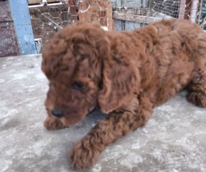 Poodle (Miniature) Dog Breeder near GREENWOOD, DE, USA