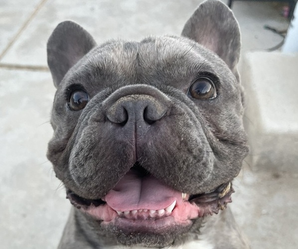 Medium Photo #1  Breeder Profile in JOSHUA TREE, CA, USA