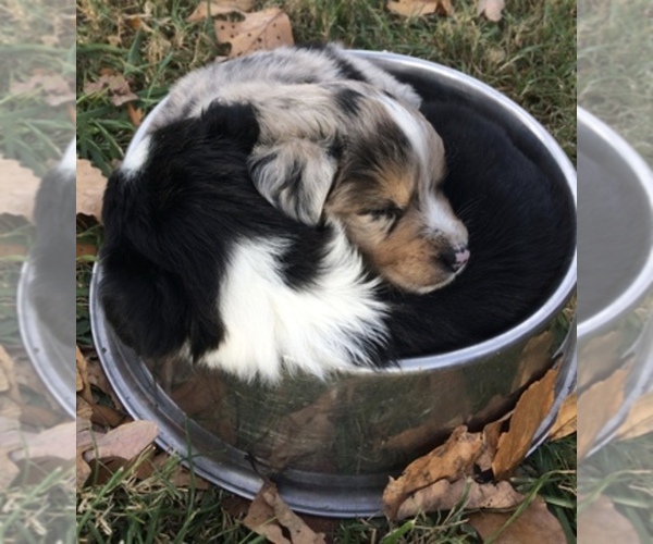 Medium Photo #1  Breeder Profile in TRENTON, GA, USA