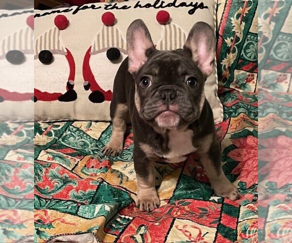 Medium Photo #1  Breeder Profile in SHERWOOD, AR, USA