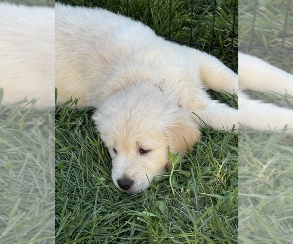 Medium Photo #4  Breeder Profile in HOLLY SPRINGS, NC, USA