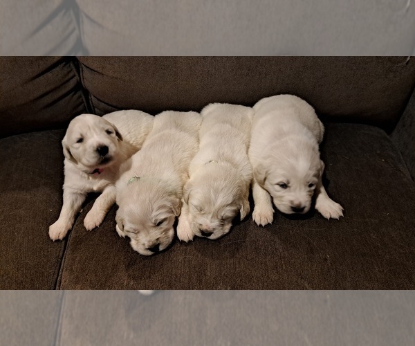 Medium Photo #7  Breeder Profile in DALLAS, GA, USA