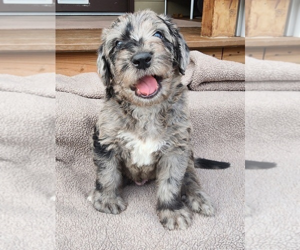Medium Photo #16  Breeder Profile in CEDAREDGE, CO, USA