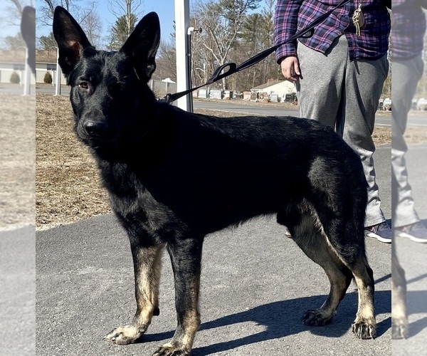 Medium Photo #1  Breeder Profile in SALEM, NH, USA