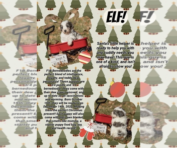 Medium Photo #9  Breeder Profile in PRAIRIE VIEW, KS, USA