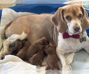Beagle-Shiba Inu Mix Dog Breeder near TWO RIVERS, WI, USA