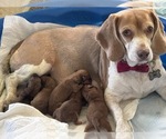 Small breeder photo