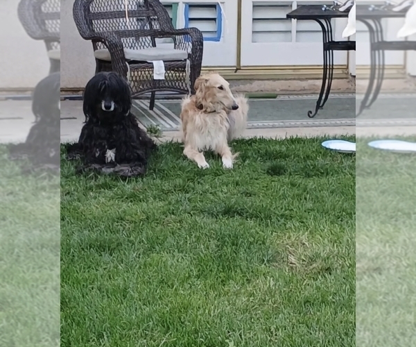Medium Photo #2  Breeder Profile in YUCAIPA, CA, USA