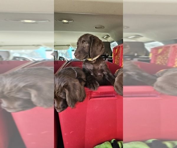 Medium Photo #19  Breeder Profile in SAN ANTONIO, TX, USA