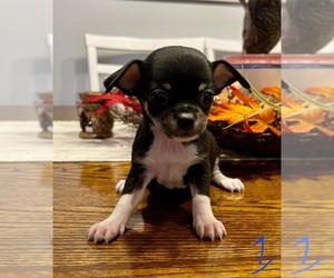 Chihuahua Dog Breeder near SLIDELL, LA, USA