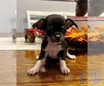 Small breeder photo