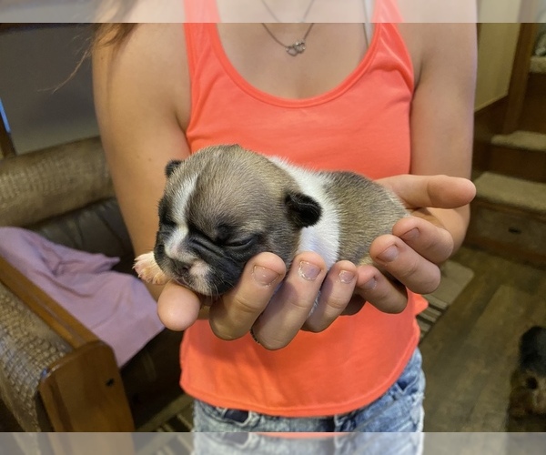 Medium Photo #1  Breeder Profile in ROSEVILLE, OH, USA