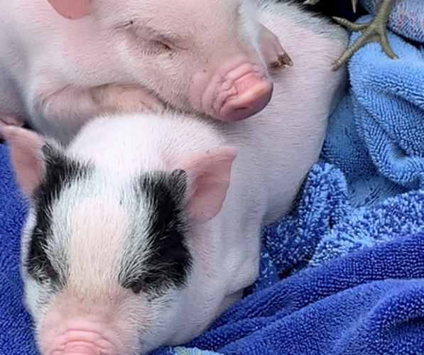 Medium Photo #18  Breeder Profile in MIDLOTHIAN, TX, USA