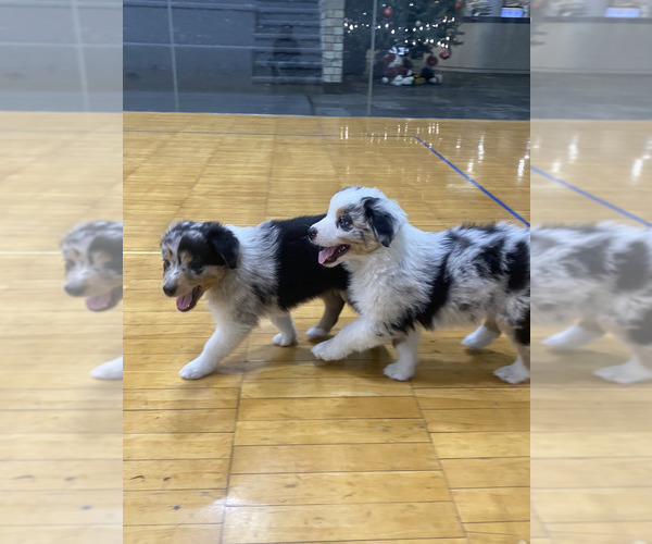 Medium Photo #16  Breeder Profile in ONAWAY, MI, USA