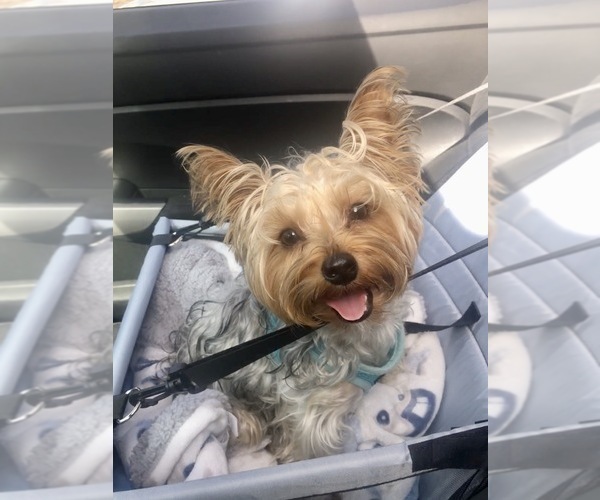 Medium Photo #1  Breeder Profile in SAN ANTONIO, TX, USA