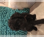 Small breeder photo