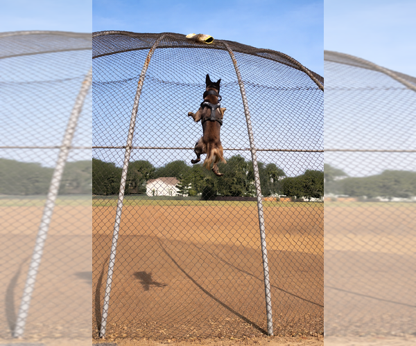 Medium Photo #1  Breeder Profile in OAK FOREST, IL, USA