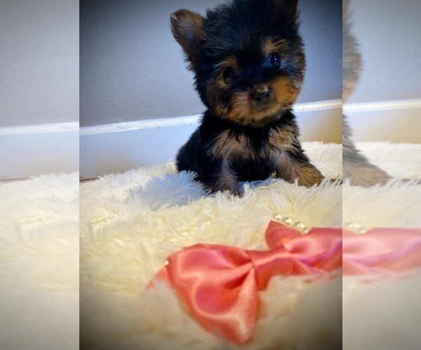 Medium Photo #5  Breeder Profile in CROSSVILLE, TN, USA