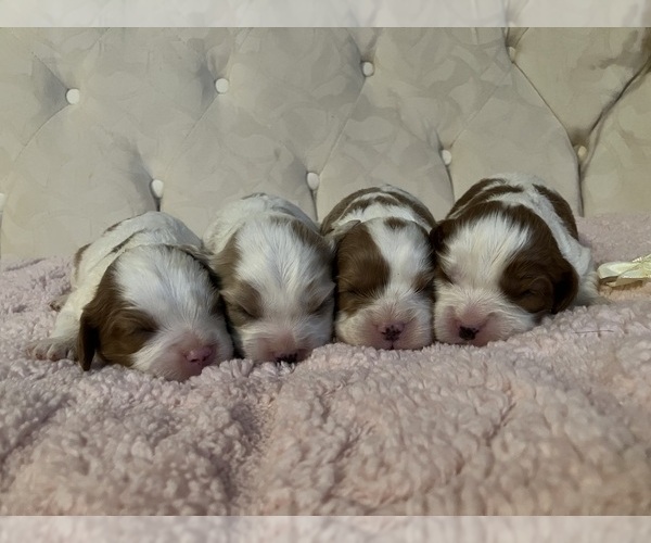 Medium Photo #1  Breeder Profile in ELIZABETHTON, TN, USA