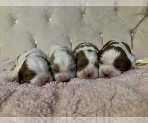 Cavalier King Charles Spaniel Dog Breeder near ELIZABETHTON, TN, USA