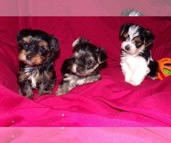 Medium Photo #1  Breeder Profile in SPRINGFIELD, MO, USA