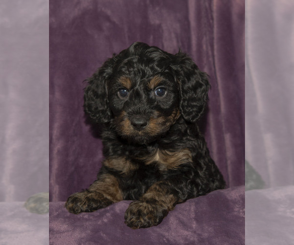 Medium Photo #20  Breeder Profile in TOPEKA, KS, USA