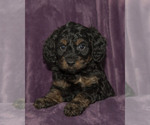 Small #19 Breeder Profile image