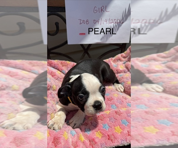 Medium Photo #3  Breeder Profile in WOODSTOCK, GA, USA