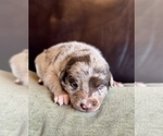 Small #56 Breeder Profile image