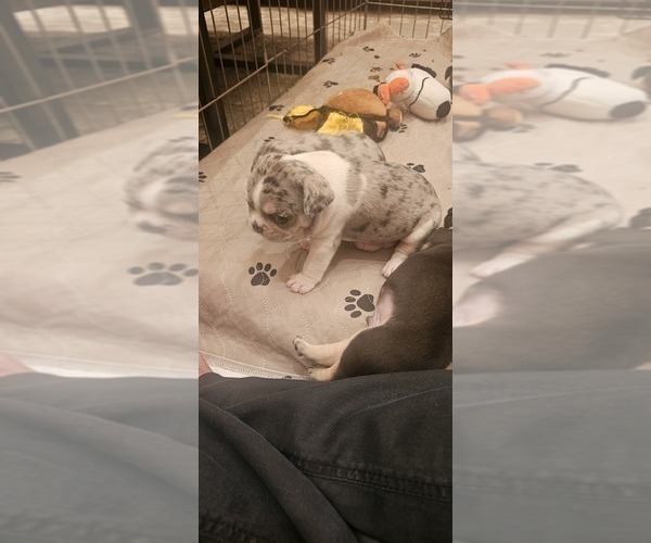 Medium Photo #36  Breeder Profile in CHINO HILLS, CA, USA