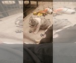 Small #35 Breeder Profile image